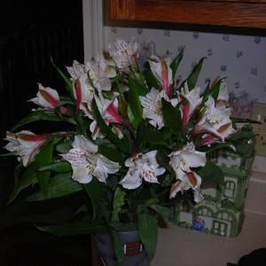 Meet your Posher, Brandy